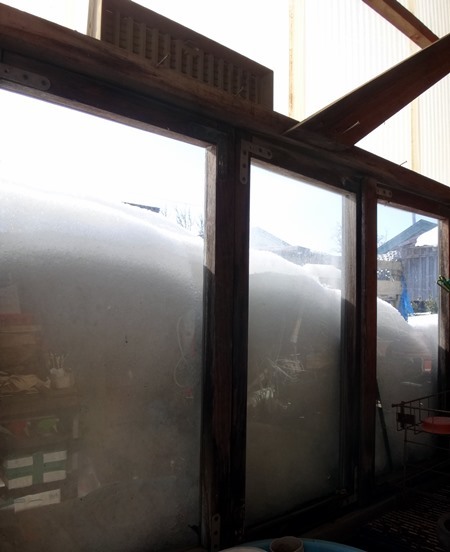 ミャンハウスのビオラと今年の雪　窓辺のシクラメンなど_a0136293_13415098.jpg
