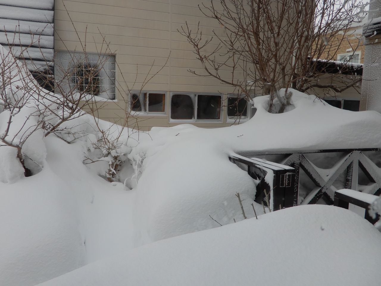 やってきました暴風雪_c0025115_20575678.jpg