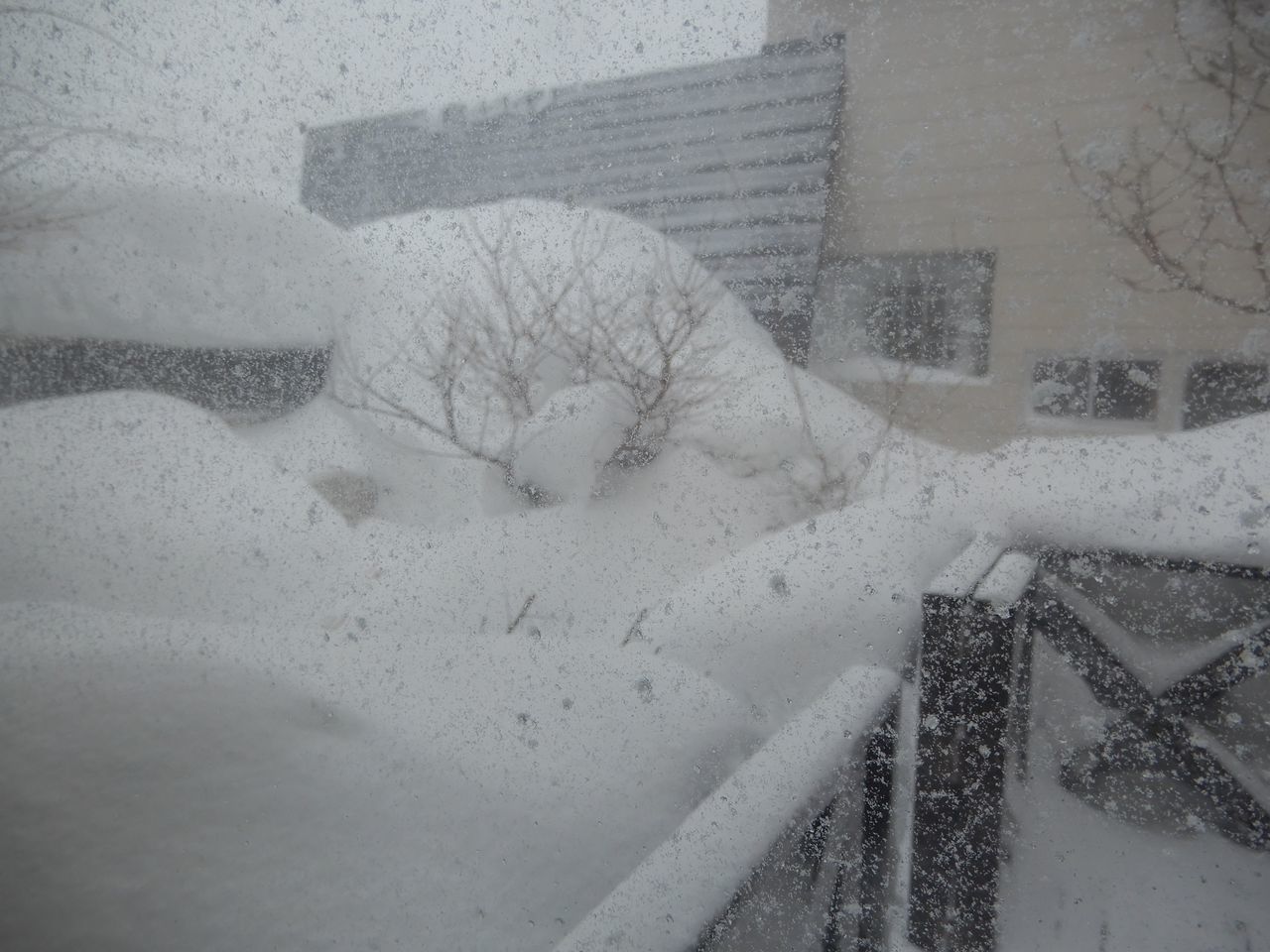 やってきました暴風雪_c0025115_20593432.jpg