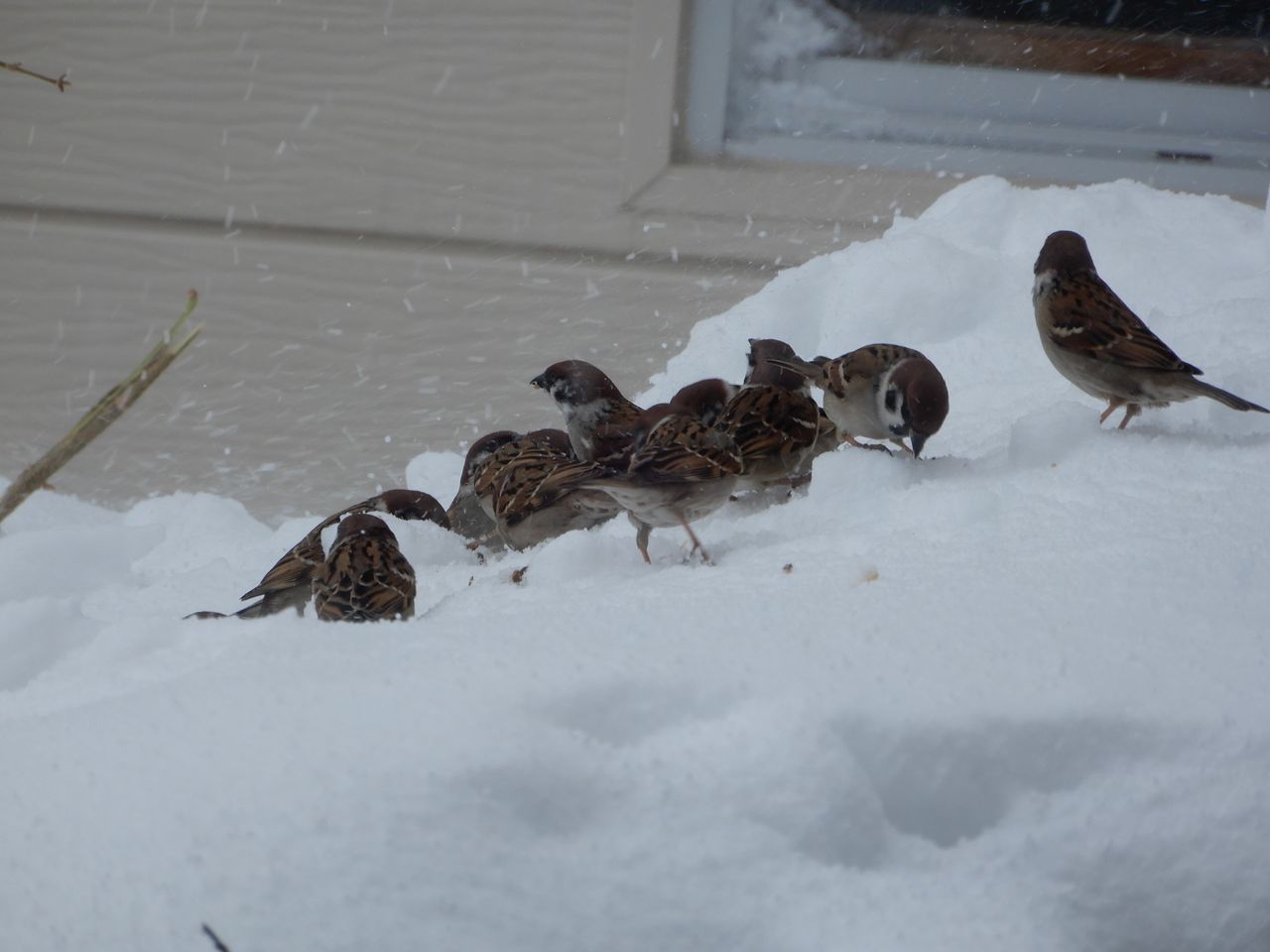 やってきました暴風雪_c0025115_21005930.jpg