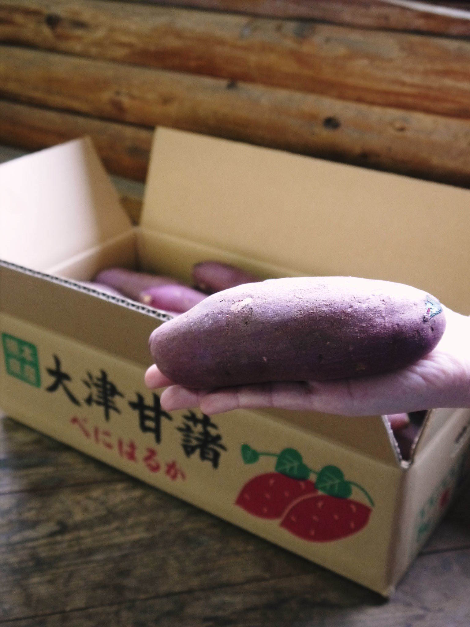 熊本産大津甘藷(サツマイモ)大好評販売中! 令和4年の栽培スタート!種まきの様子を現地取材(前編)_a0254656_18062136.jpg