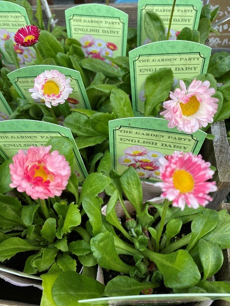 花苗入荷情報【’210221】_a0201358_13513908.jpg