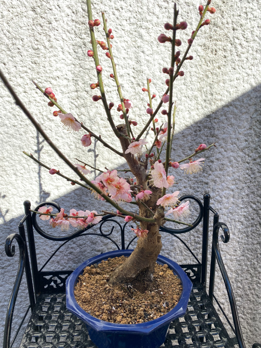 梅盆栽と河津桜 ブリキの箱