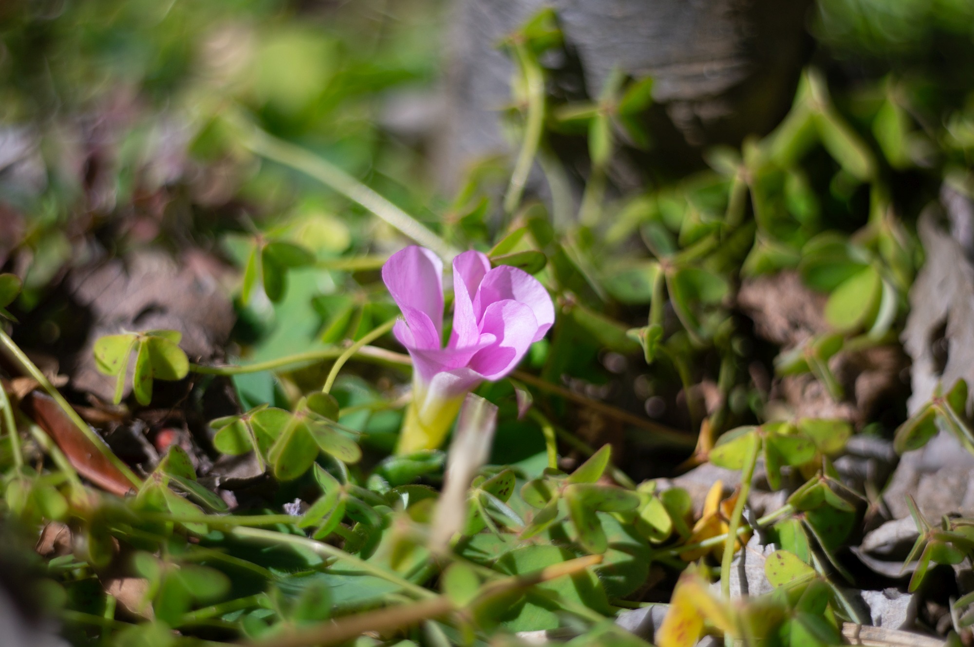 「和製ズミクロン」 Fujica 35 SE Fujinon 45/1.9 和製ズミクロン」 Fujica 35 SE Fujinon 45/1.9 - メルカリ