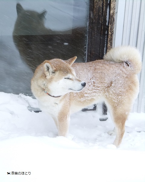 暴風雪_f0150377_14380620.jpg