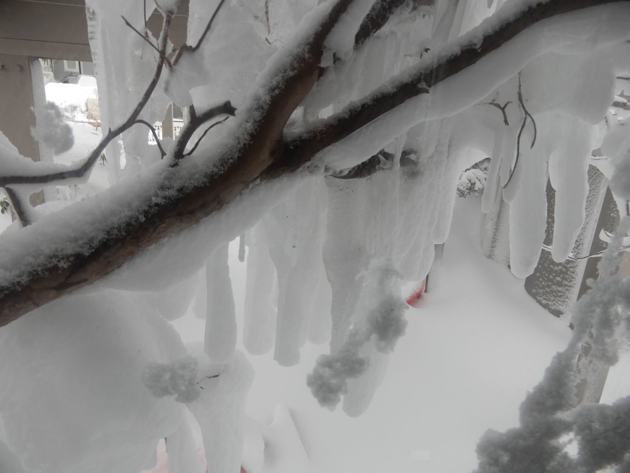 スーパー猫の日に猛烈な吹きだまり豪雪_c0025115_22053814.jpg