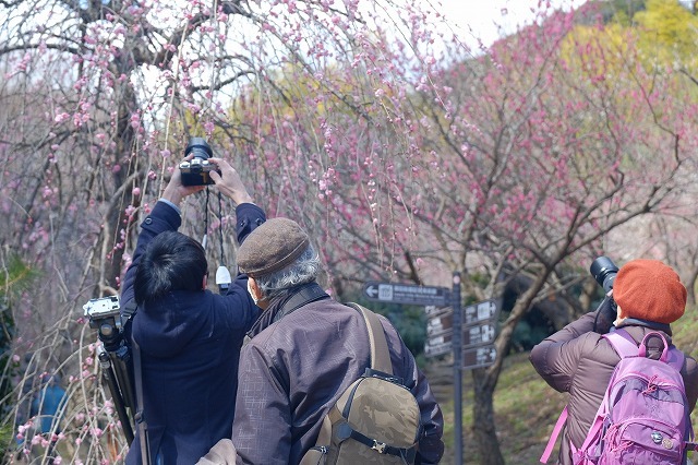 「梅の花撮影会」行ってきました_f0221724_17551174.jpg