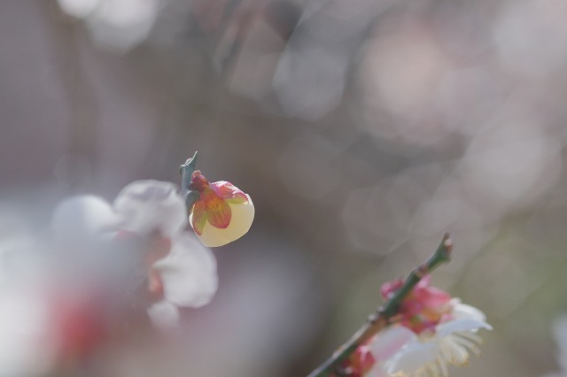「梅の花撮影会」行ってきました_f0221724_17553676.jpg