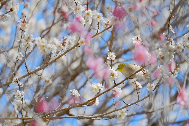 「梅の花撮影会」行ってきました_f0221724_17553738.jpg