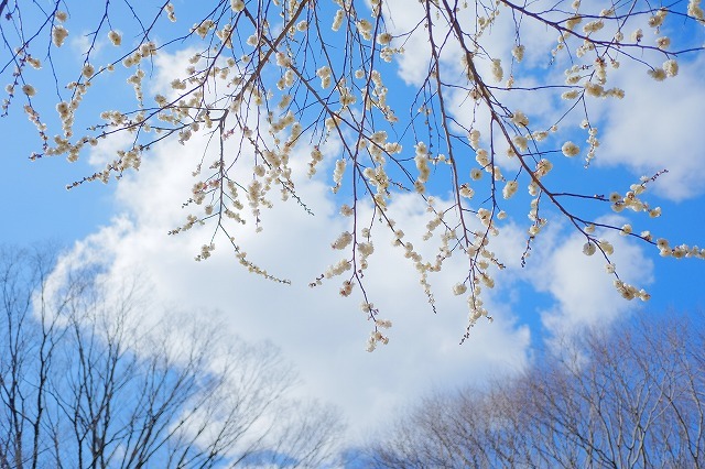「梅の花撮影会」行ってきました_f0221724_18060441.jpg