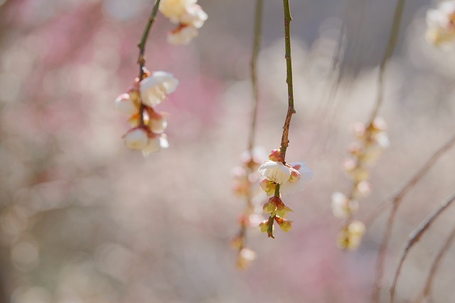「梅の花撮影会」行ってきました_f0221724_18060467.jpg
