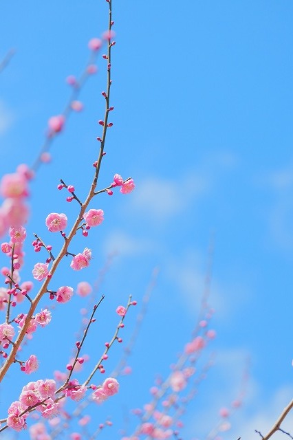 「梅の花撮影会」行ってきました_f0221724_18122216.jpg