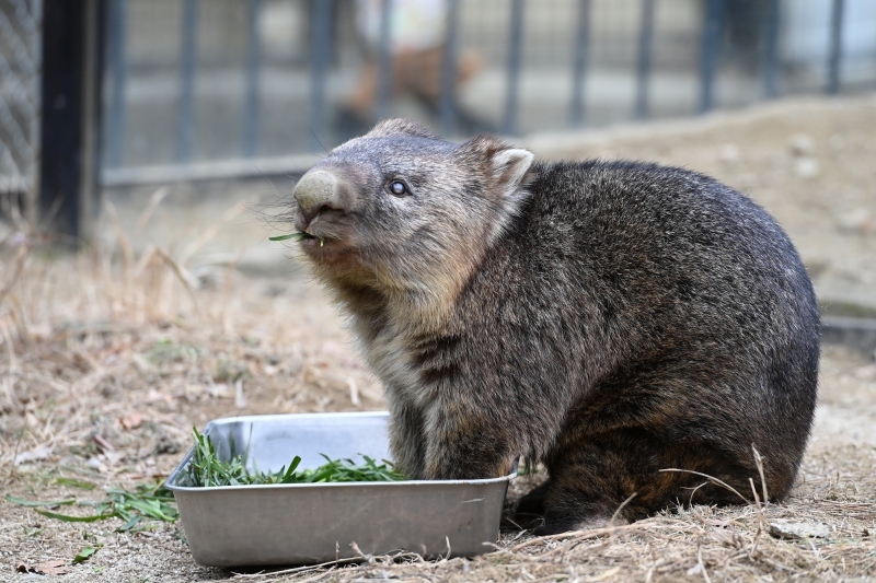 五月山動物園　ワインくん　ギネス認定　世界最高齢のウォンバット_f0050534_09381050.jpg