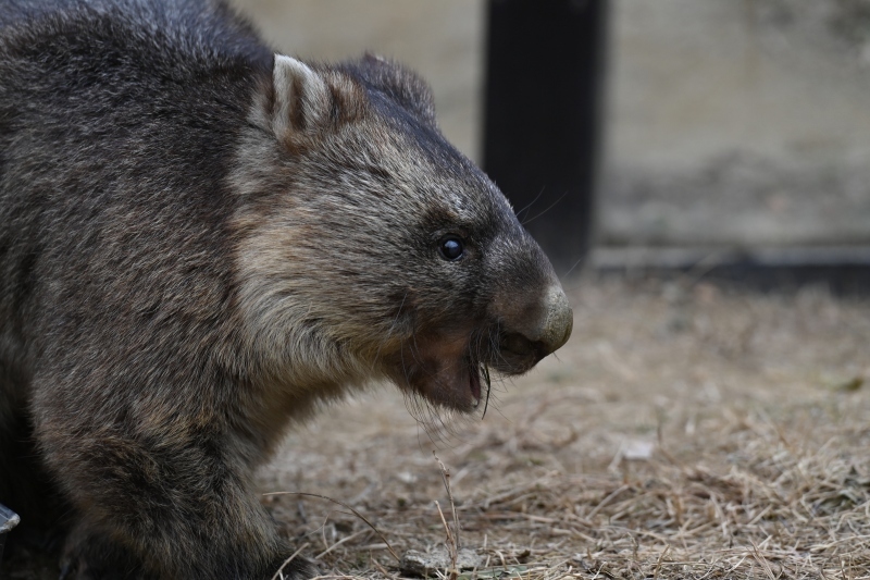 五月山動物園　ワインくん　ギネス認定　世界最高齢のウォンバット_f0050534_09381457.jpg