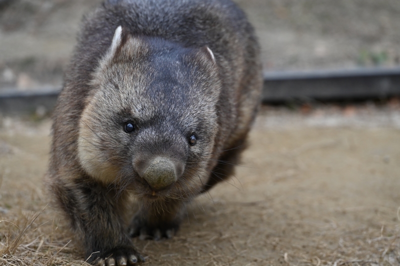 五月山動物園　ワインくん　ギネス認定　世界最高齢のウォンバット_f0050534_09381623.jpg