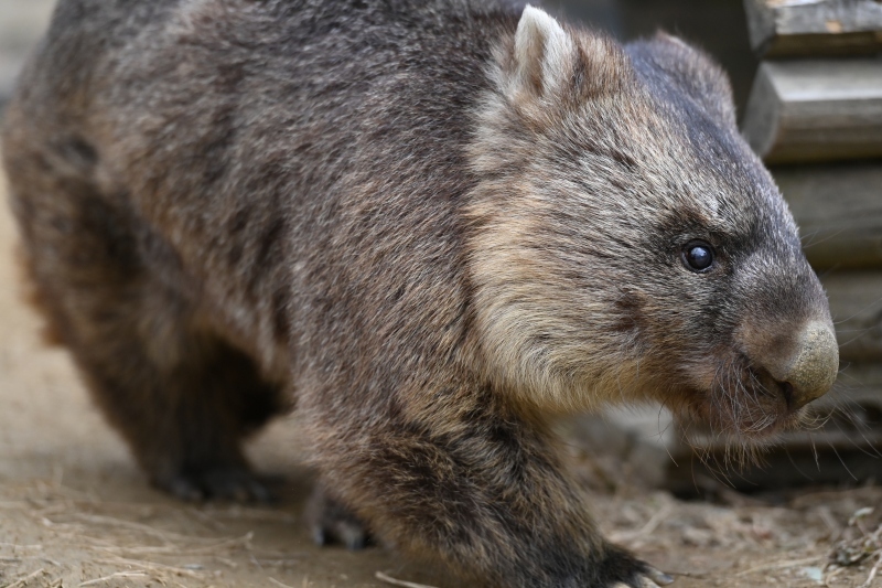 五月山動物園　ワインくん　ギネス認定　世界最高齢のウォンバット_f0050534_09382839.jpg