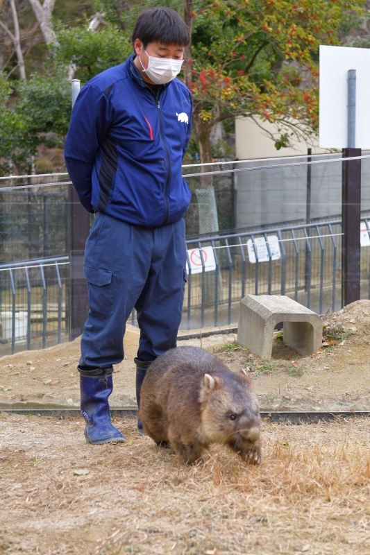 五月山動物園　ワインくん　ギネス認定　世界最高齢のウォンバット_f0050534_09383253.jpg