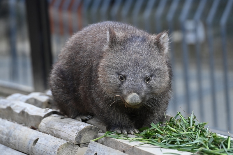 五月山動物園　ワインくん　ギネス認定　世界最高齢のウォンバット_f0050534_09383963.jpg
