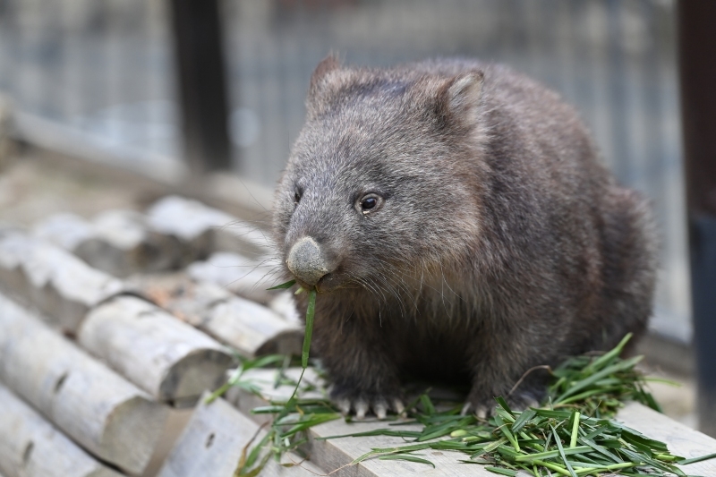 五月山動物園　ワインくん　ギネス認定　世界最高齢のウォンバット_f0050534_09384131.jpg