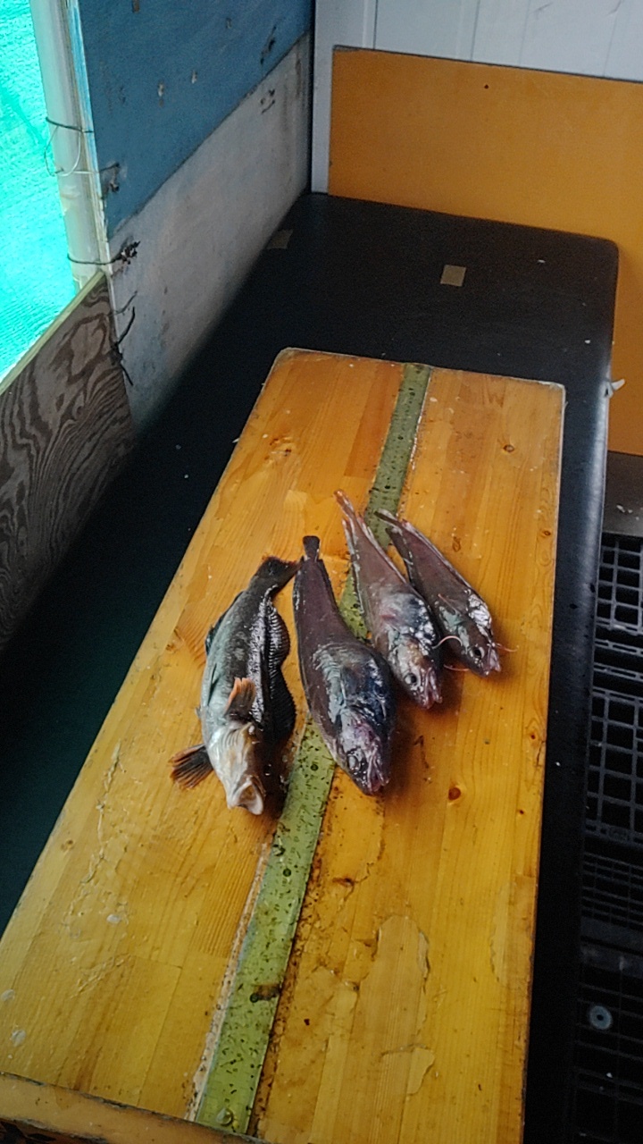 今日の親方_b0128238_13083081.jpg