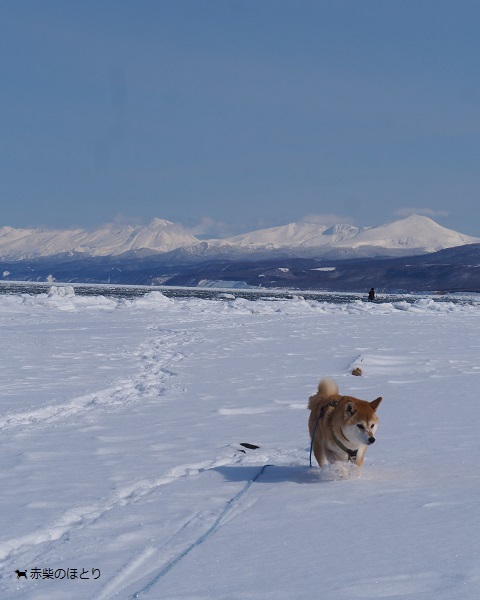 以久科海岸 流氷ぷかぷか_f0150377_20213141.jpg