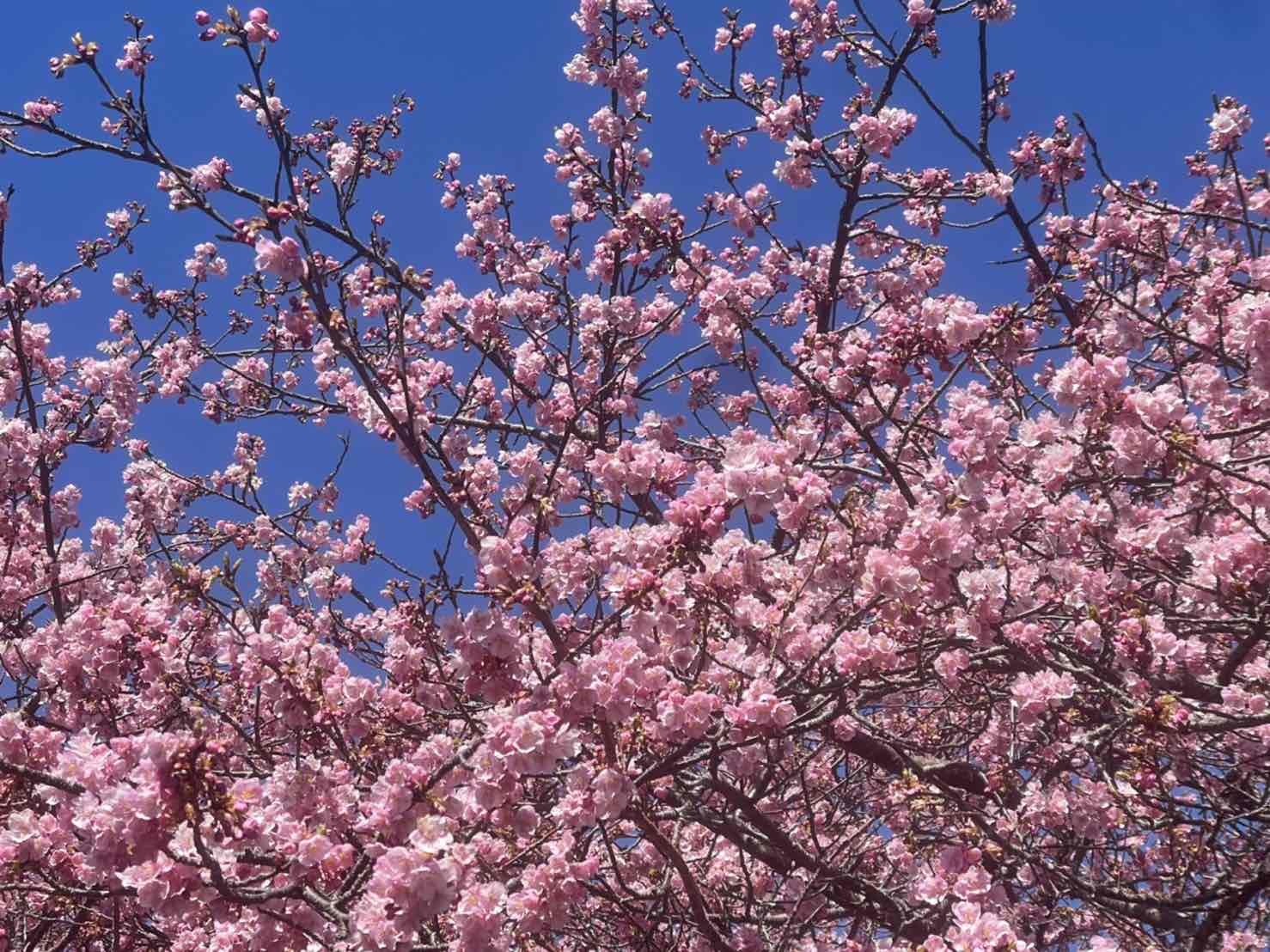 伊豆の春 ～河津桜まつり～_a0169902_20542846.jpg