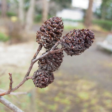 ハンノキの種 樹木見て歩き