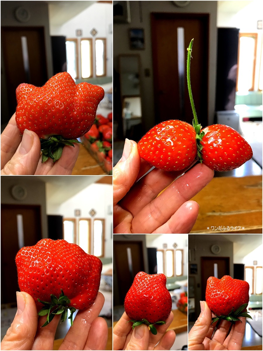 * ツヤツヤな \"やよいひめ \" *_d0317115_15350401.jpg