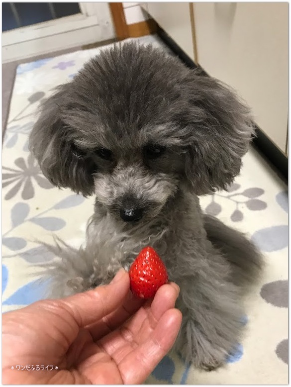 * ツヤツヤな \"やよいひめ \" *_d0317115_15533610.jpg