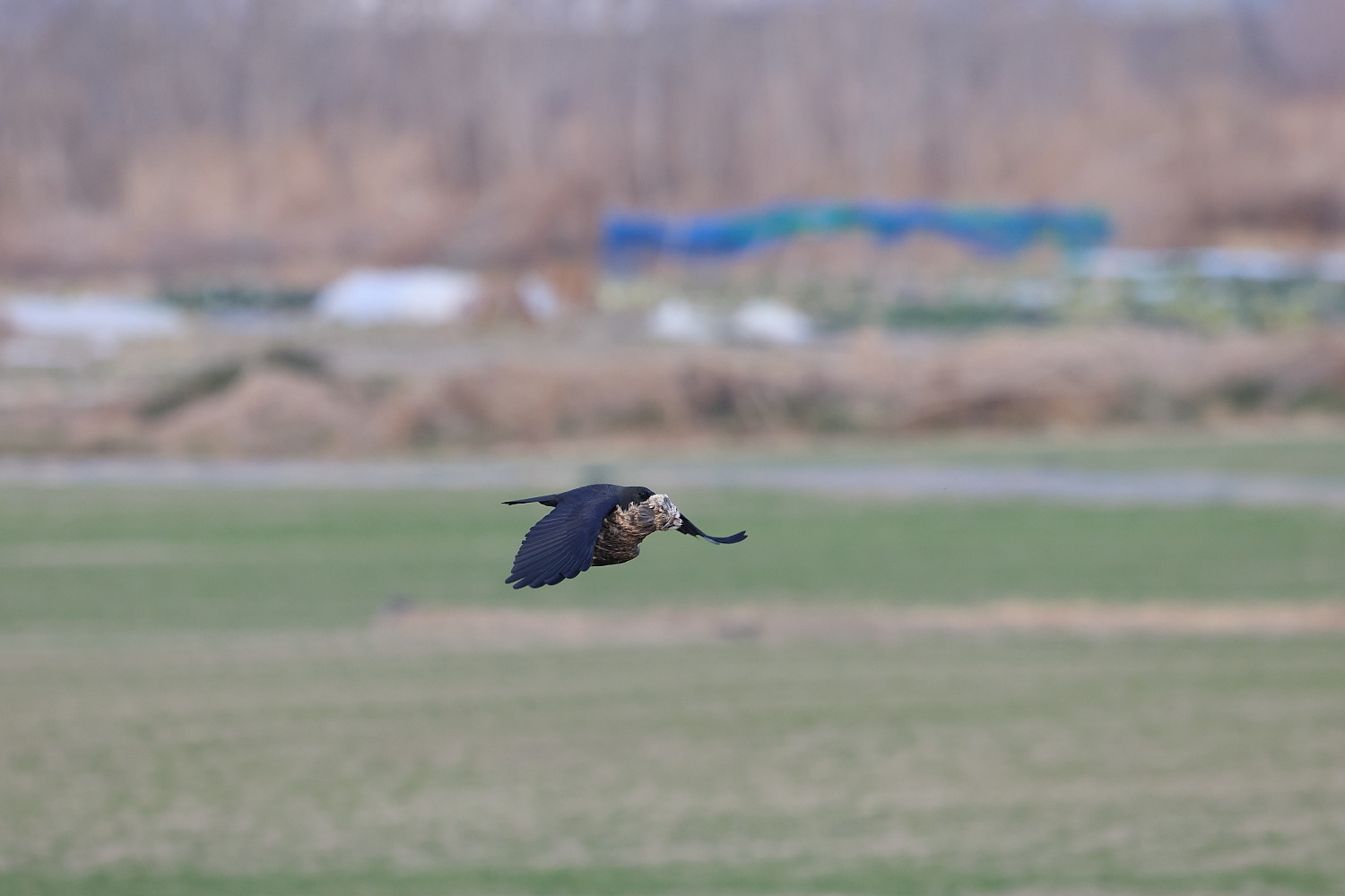 コミミズク オオタカの急襲 ①衝撃の前触れ_f0369315_17473559.jpg