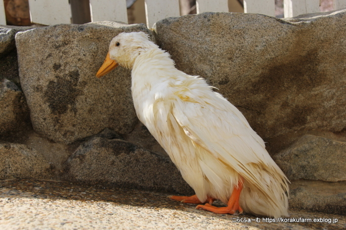 アヒルのクックちゃんの思い出 : こらくふぁーむ