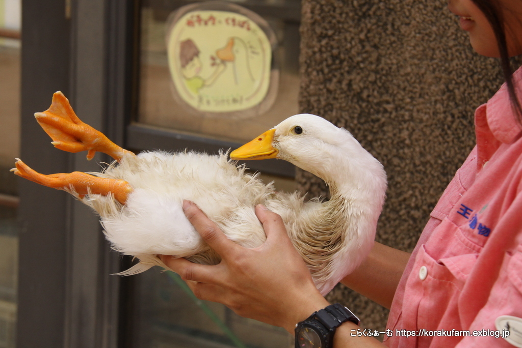 匠アヒル アヒルのクックちゃんの思い出 : こらくふぁーむ