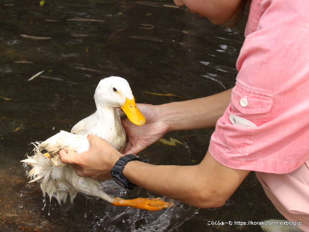 アヒルのクックちゃんの思い出 : こらくふぁーむ