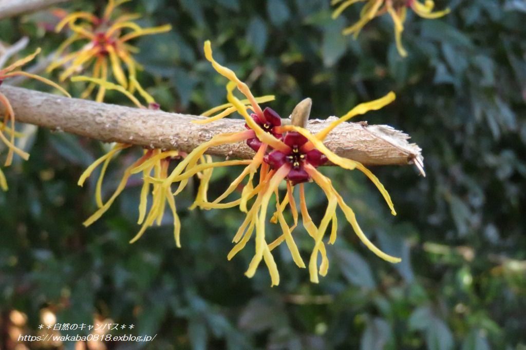 不思議な形の マンサクの花が咲いていた 自然のキャンバス