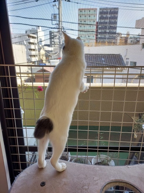 猫の日プレゼント_d0152937_10061543.jpg