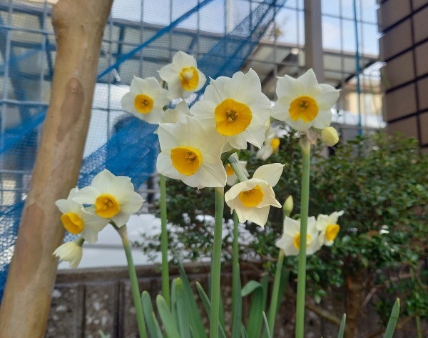 🌞お陽さまの光がありがたいこと、玄関の水仙が満開に🌼議会、総括質問準備中📝_f0061067_16062668.jpg