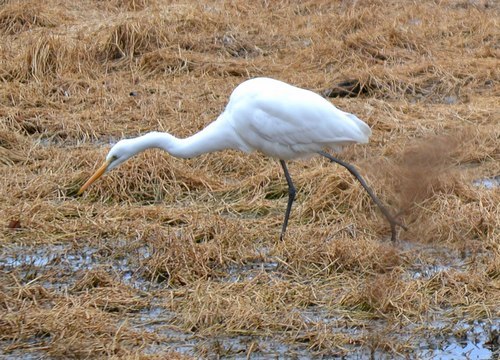 路傍の花、樹々の鳥(428) ~ コウノトリは現れなかった ~_b0102572_16003753.jpg