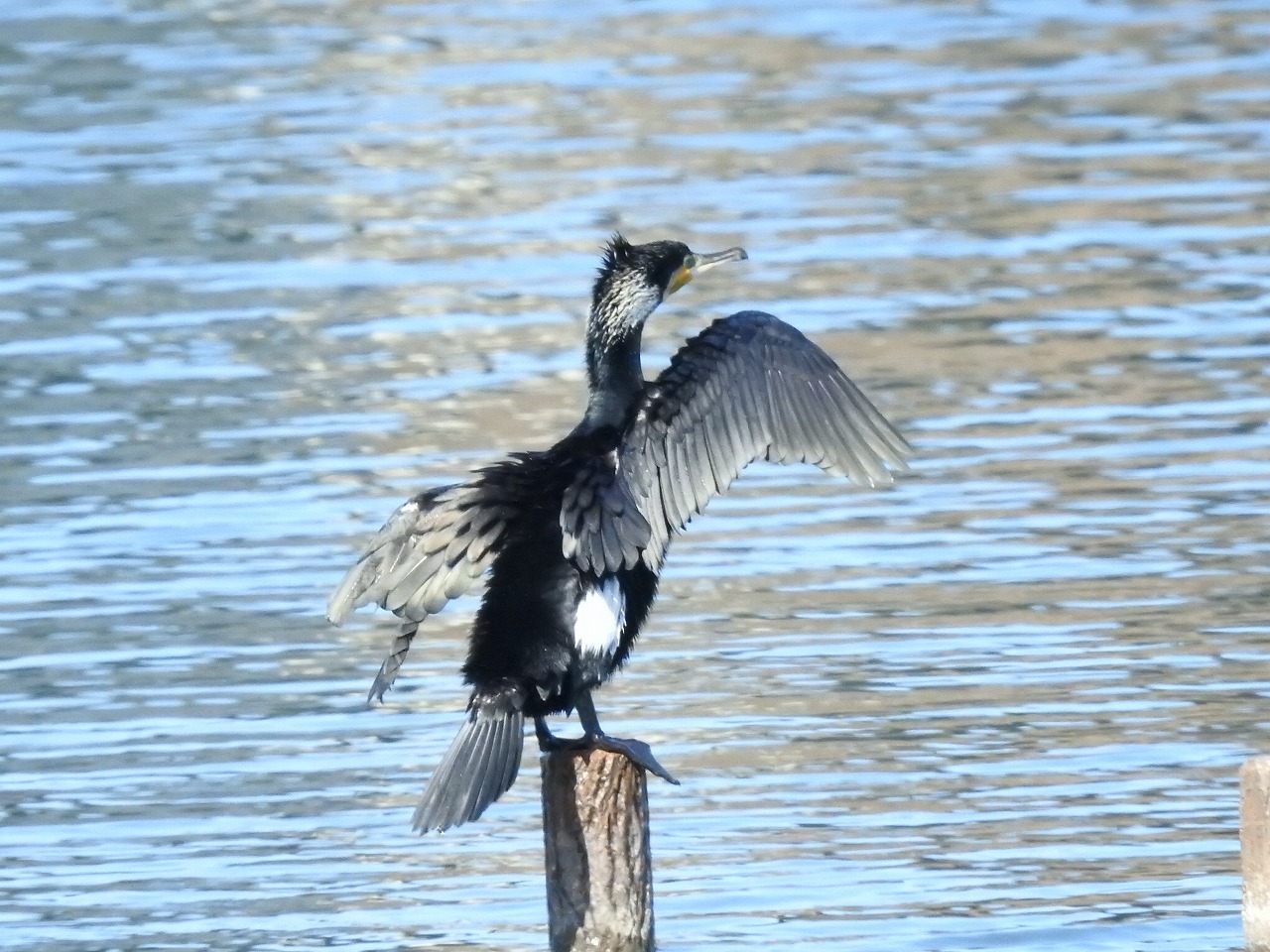 犀川の川鵜 カワウ と水鳥5種 自然風の自然風だより