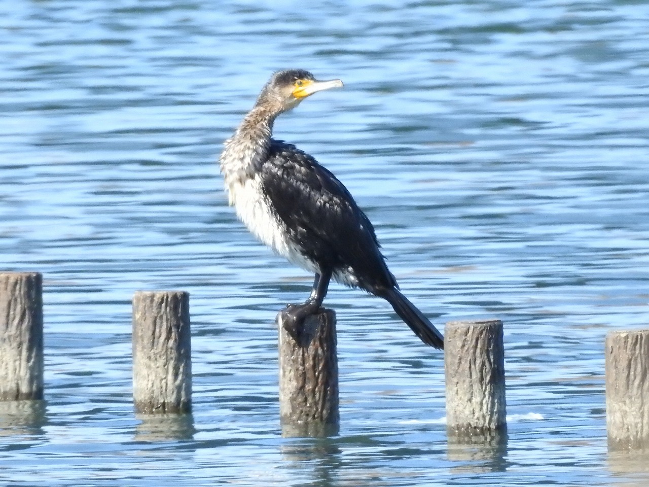 犀川の川鵜 カワウ と水鳥5種 自然風の自然風だより