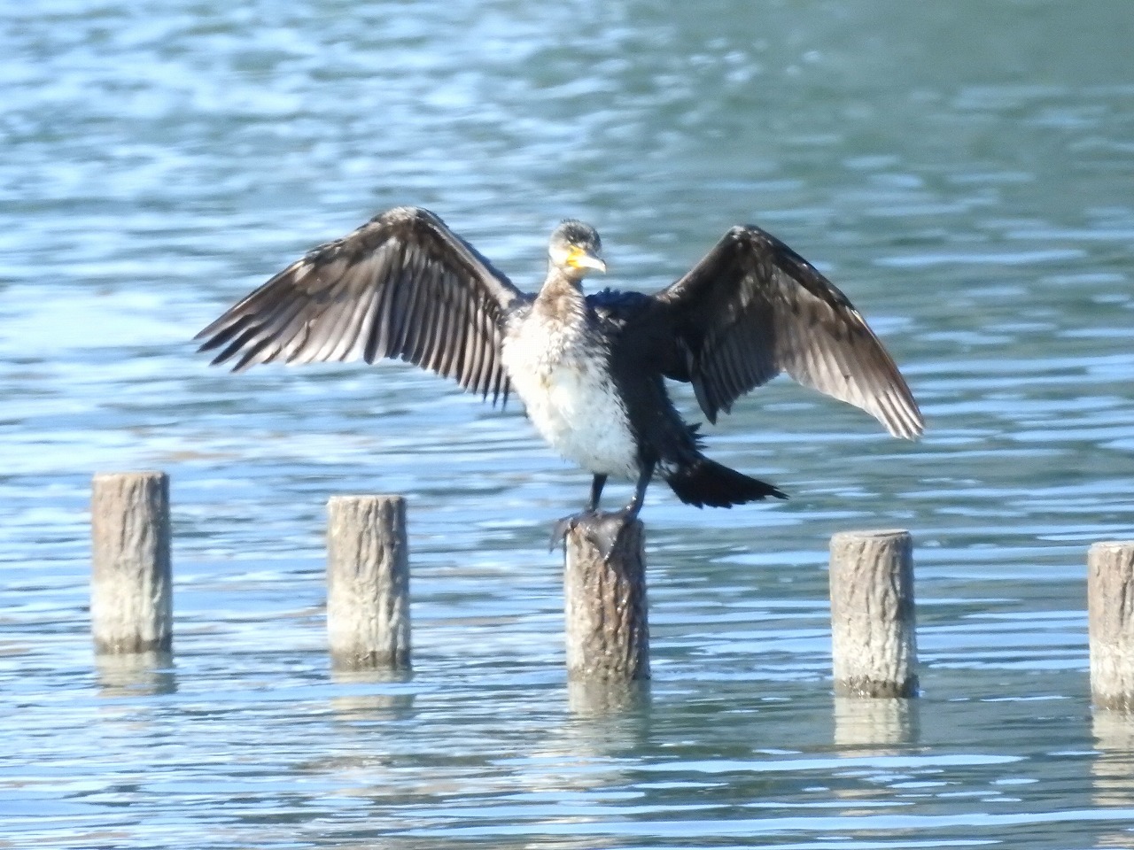犀川の川鵜 カワウ と水鳥5種 自然風の自然風だより