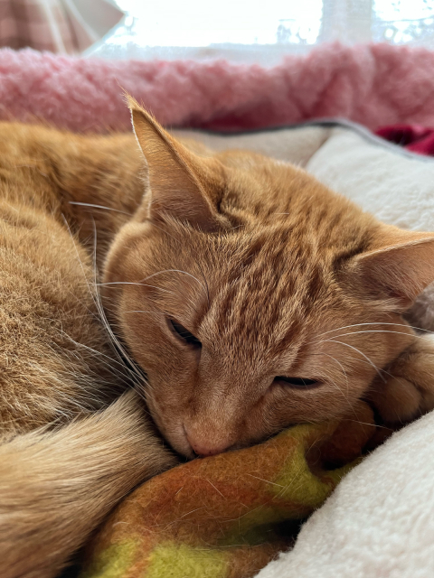 猫の日が終わりましたが。_c0174622_11254479.jpg