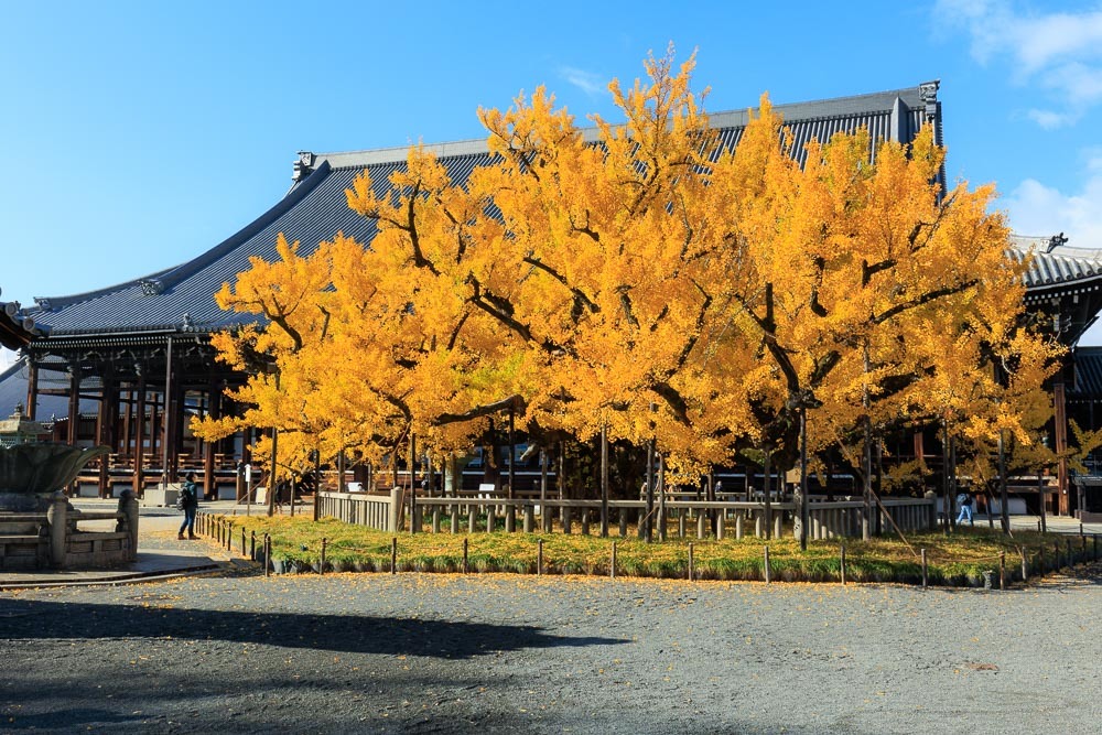 西本願寺の銀杏2021_b0325840_19523955.jpg