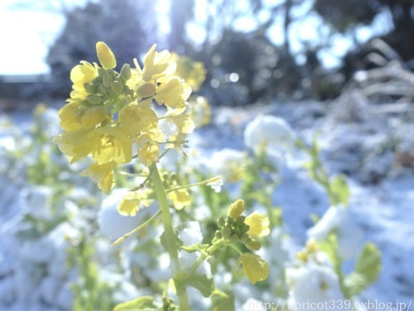 雪の休日の過ごし方 カメラと今読んでいる本と長女のチョコ作り_c0293787_13112209.jpg