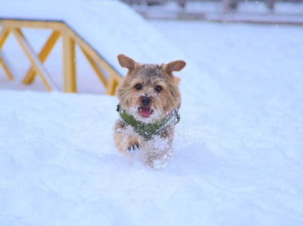 久しぶりに雪遊びに_a0157892_17014073.jpg