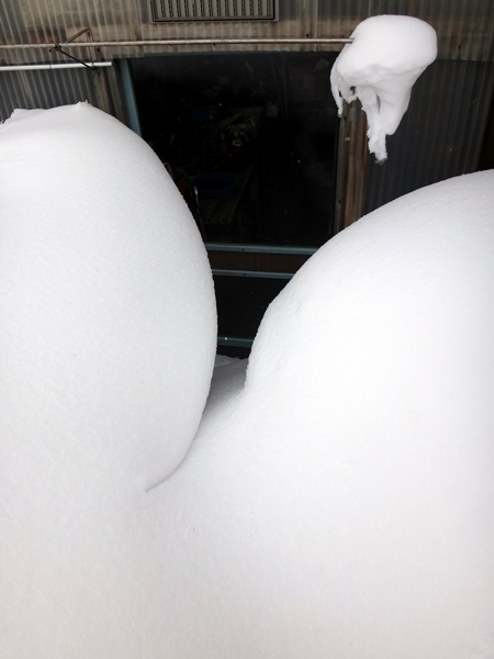 今日も雪の事など、ミャンハウスの戸が開かなくなったよ～ん(^^ゞ_a0136293_15063261.jpg