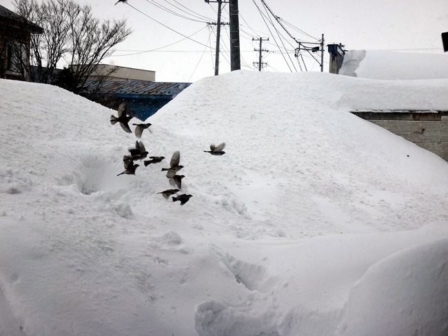 今日も雪の事など、ミャンハウスの戸が開かなくなったよ～ん(^^ゞ_a0136293_15120192.jpg