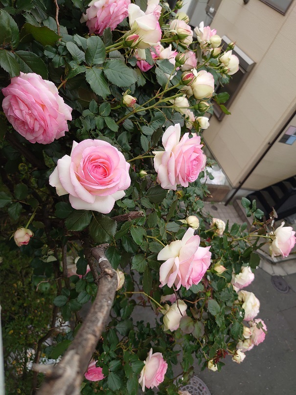 我が家のピエールドゥロンサールの小品とダイソーの筆 : 小林啓子