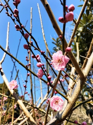 土の中から、春一番のラブレター&#128149;_c0280108_20533234.jpg