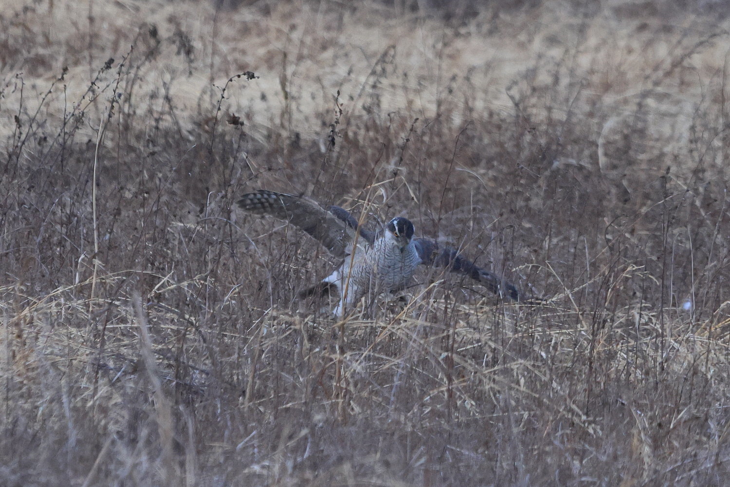 コミミズク オオタカの急襲 ③力尽きて…結末_f0369315_13292177.jpg