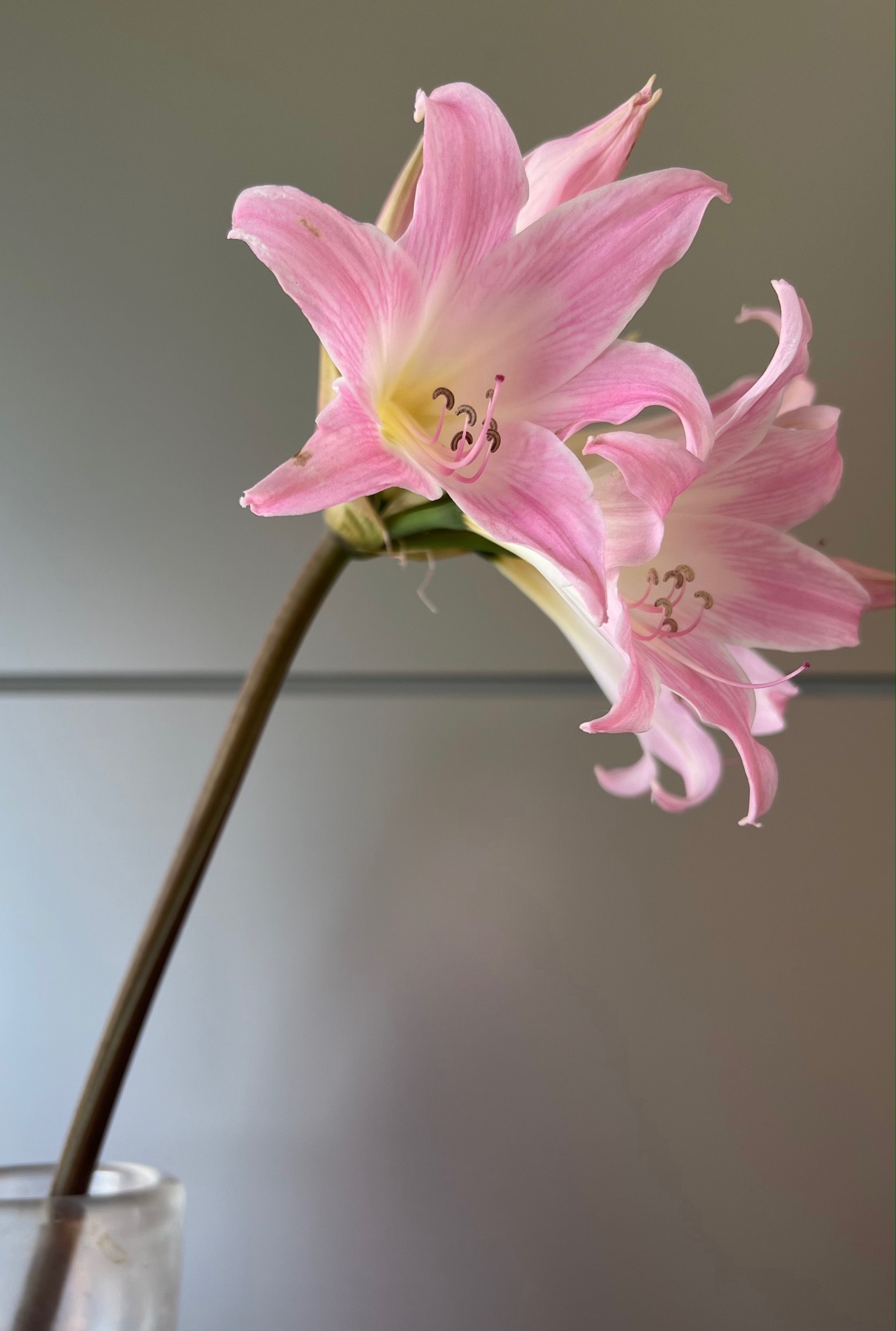 カトラン「花の知性 アマリリス 」￼リト20/100額58×49絵40×31CM 美術品 カトラン」の人気商品一覧 | 安い商品を通販サイトから
